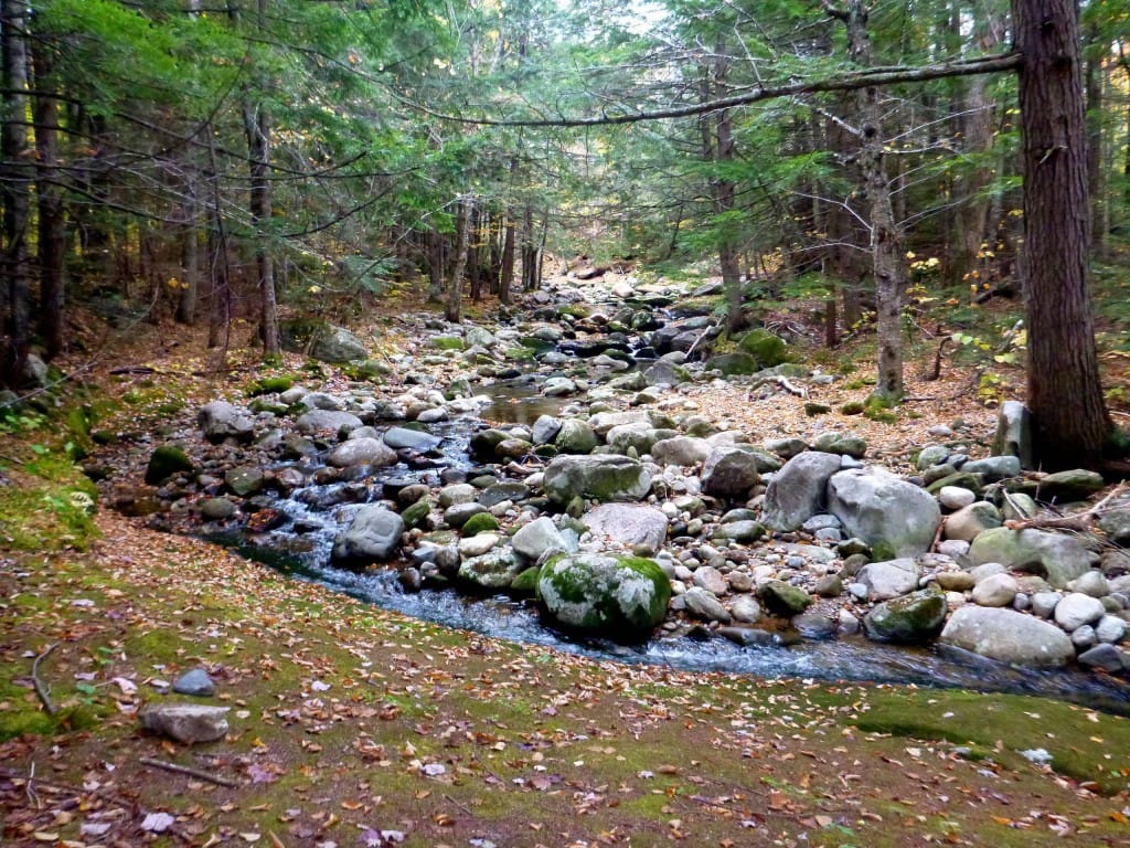 A rocky stream flows through a green forest.