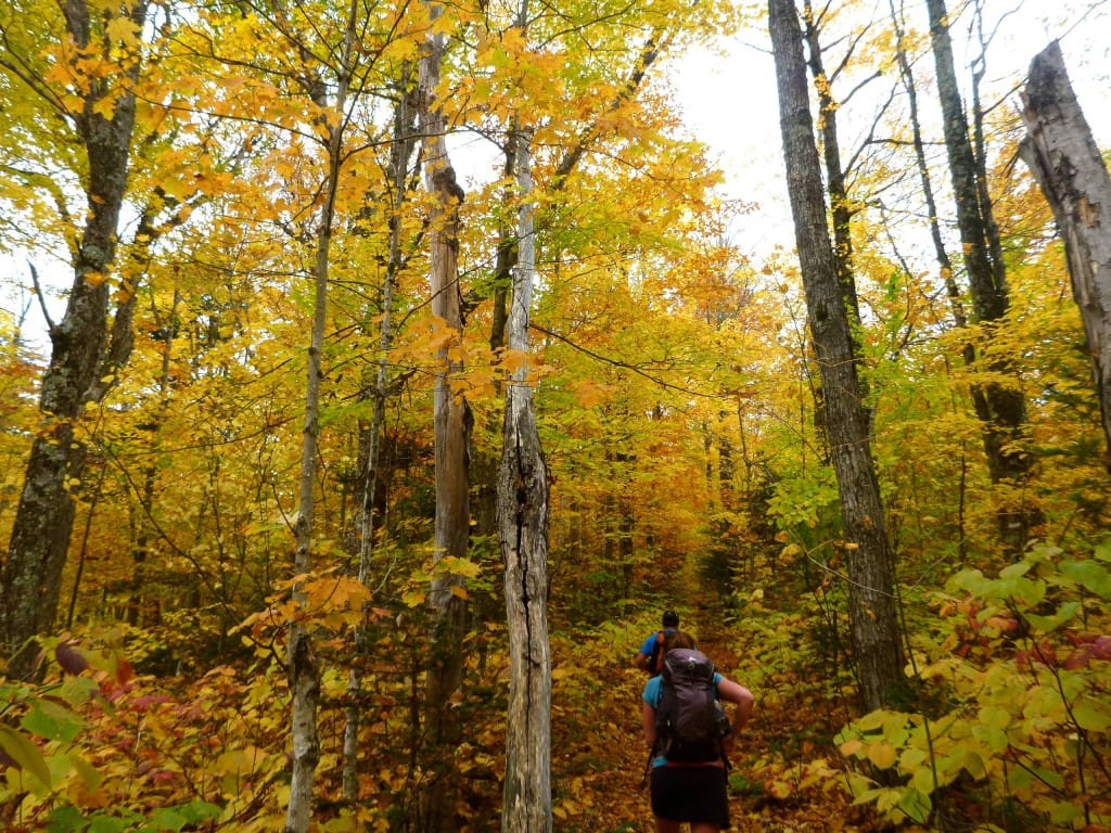 Hikers walk along a trail under a canopy of yellow leaves.