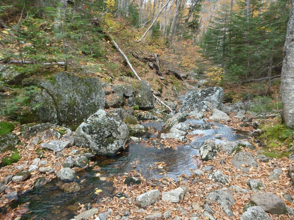 A rocky stream flows through a forest.