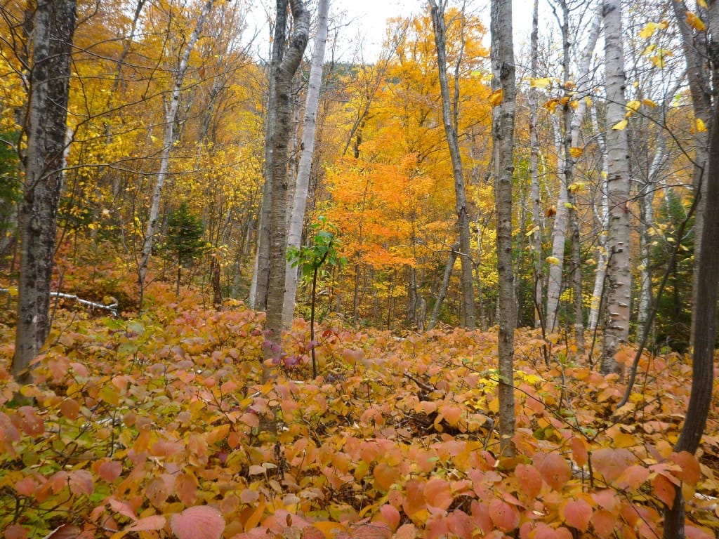 Fall colors are bright in fallen leaves and leaves remaining on trees.