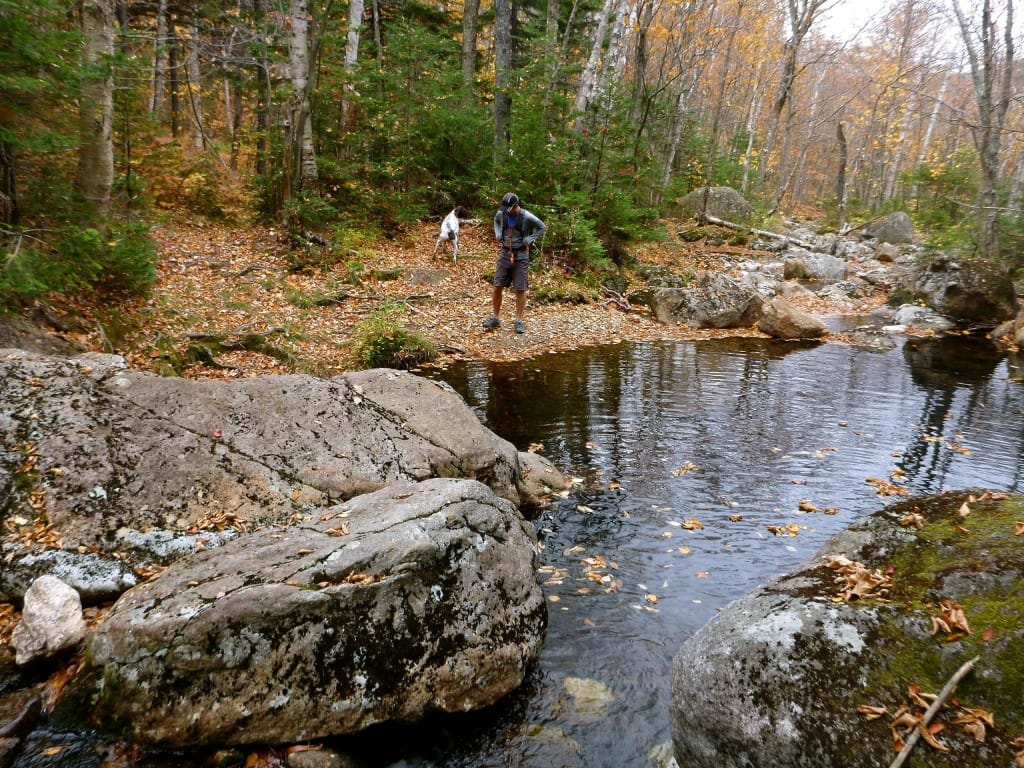 A hiker stands next to a stream that flows through a forest