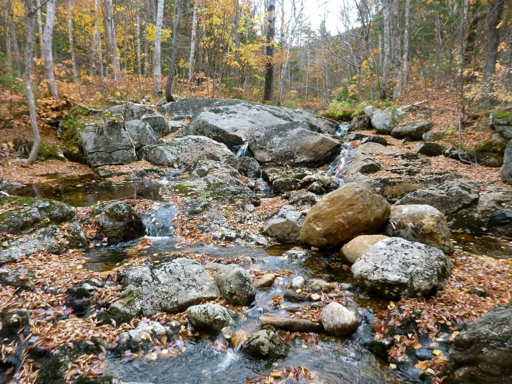 A rocky stream flows through a forest.