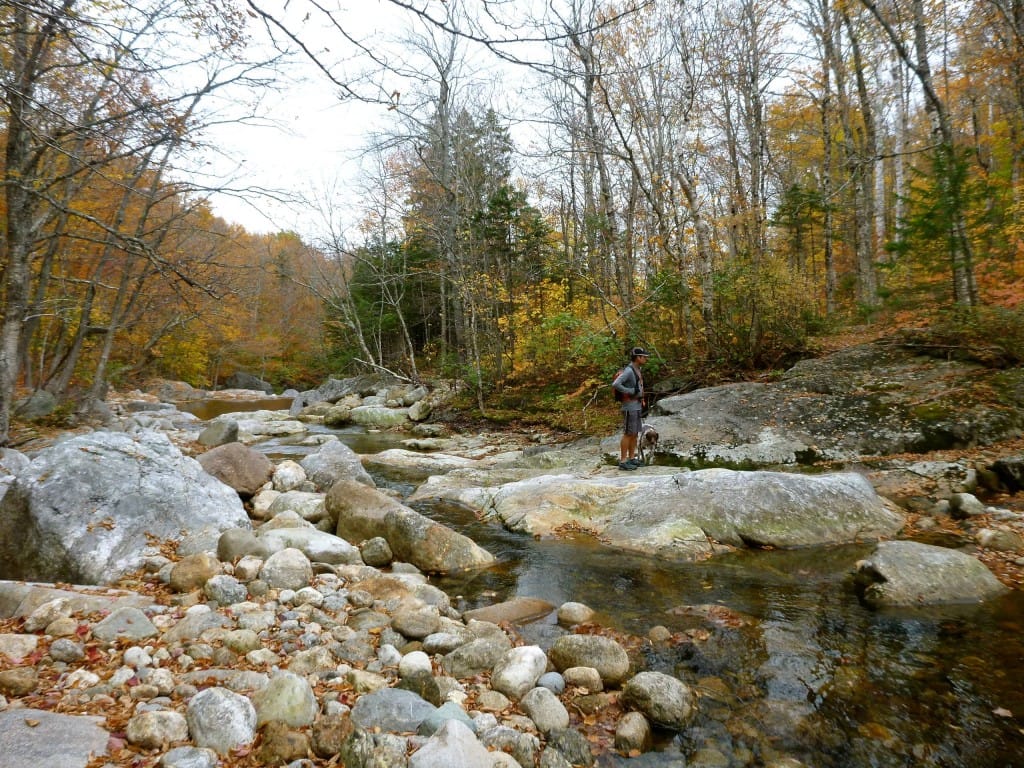 A rocky stream flows through a forest.