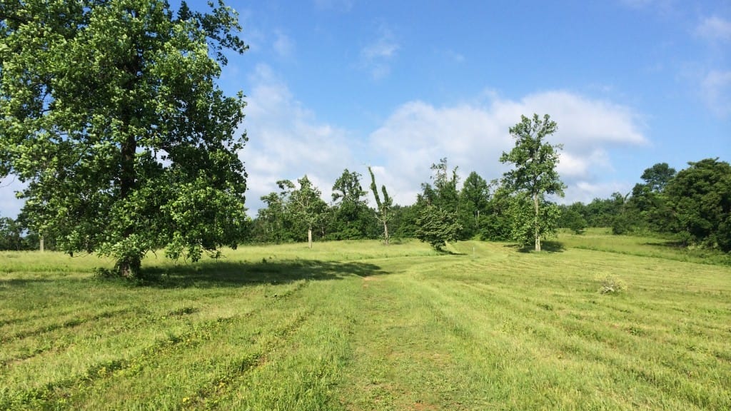 A large tree stands in a green meadow.