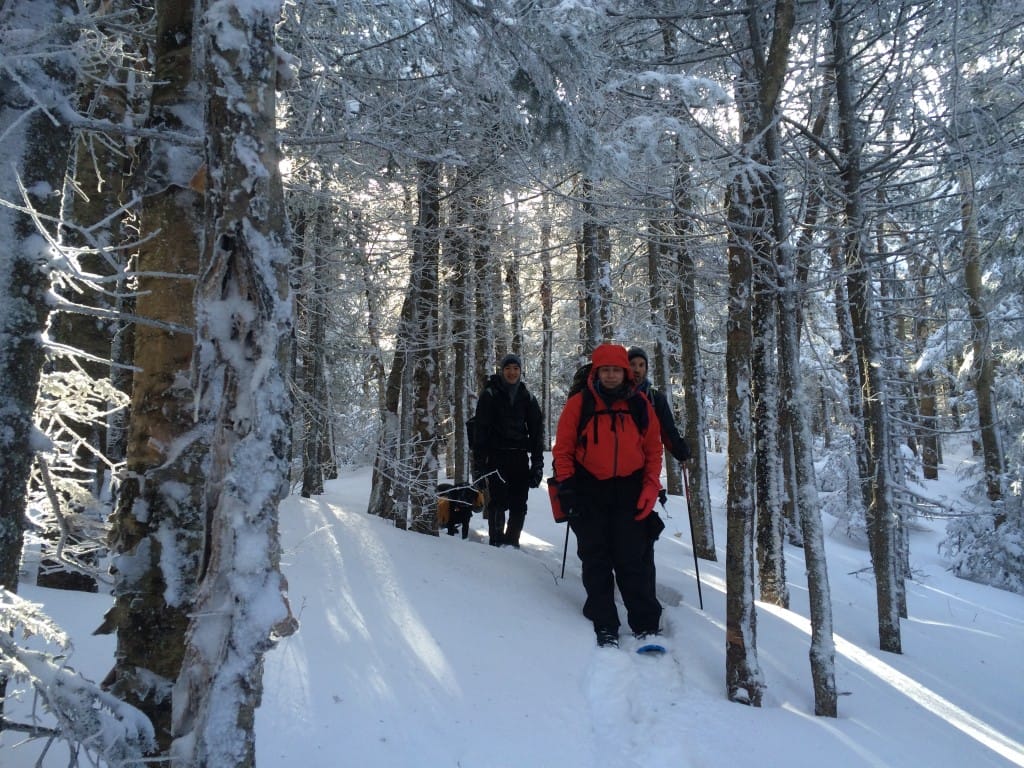 A group of hikers walk through a snowy forest.