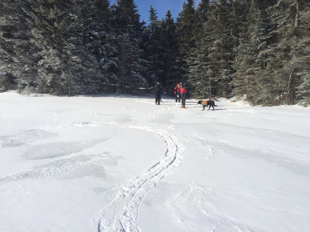 A group of hikers and a dog walk through a snowy meadow.