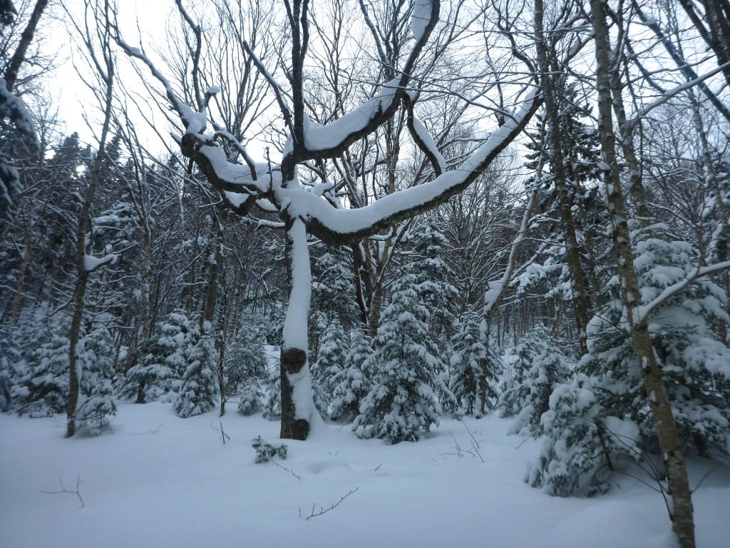 A large, dark tree is covered in snow.