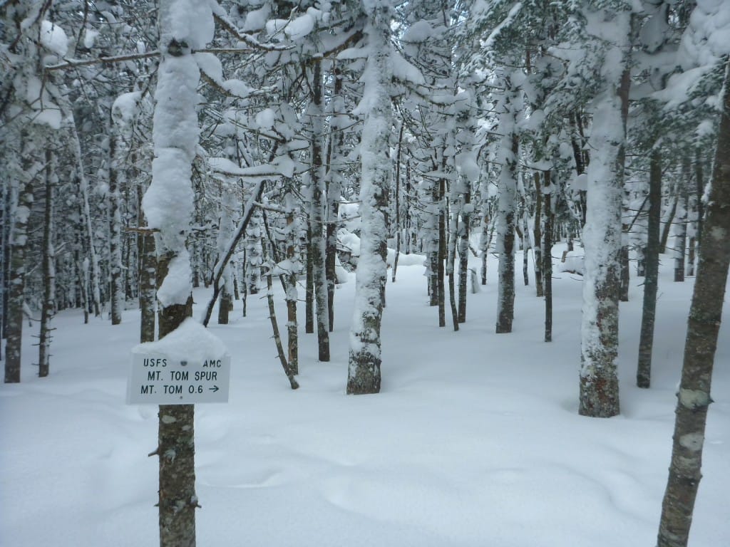 A sign stands in front of a snowy forest.