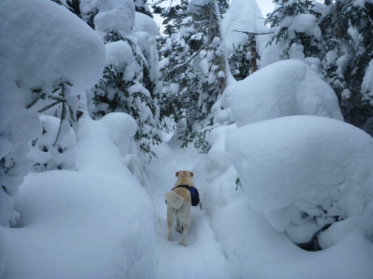 A yellow labrador walks down a snow-covered trail.
