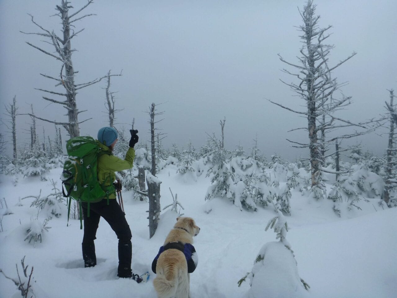A hiker and a yellow labrador look out at a bbank of fog and snow-covered trees.