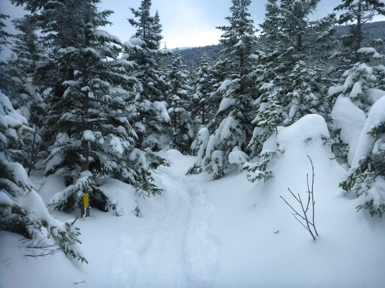 A snowy trail winds through snow-covered trees.
