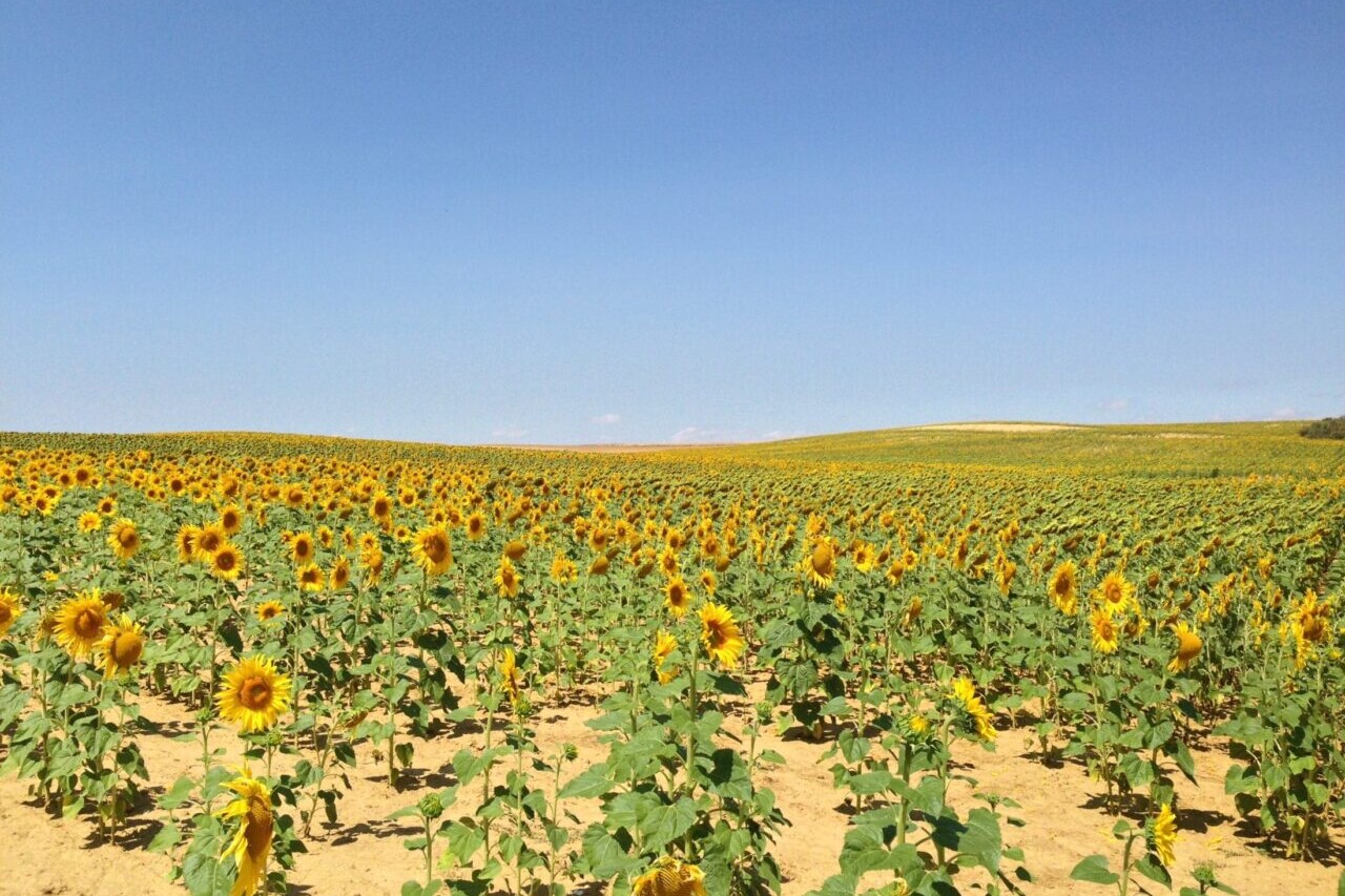 A field of sunflowers sits under a blue sky.