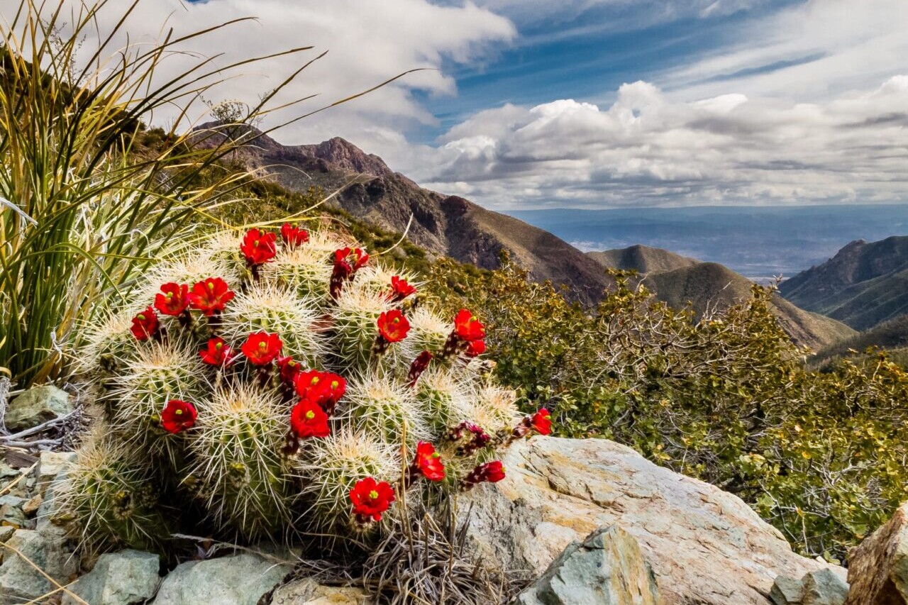 A cactus with red flowers is in the foreground of distant rocky mountains.