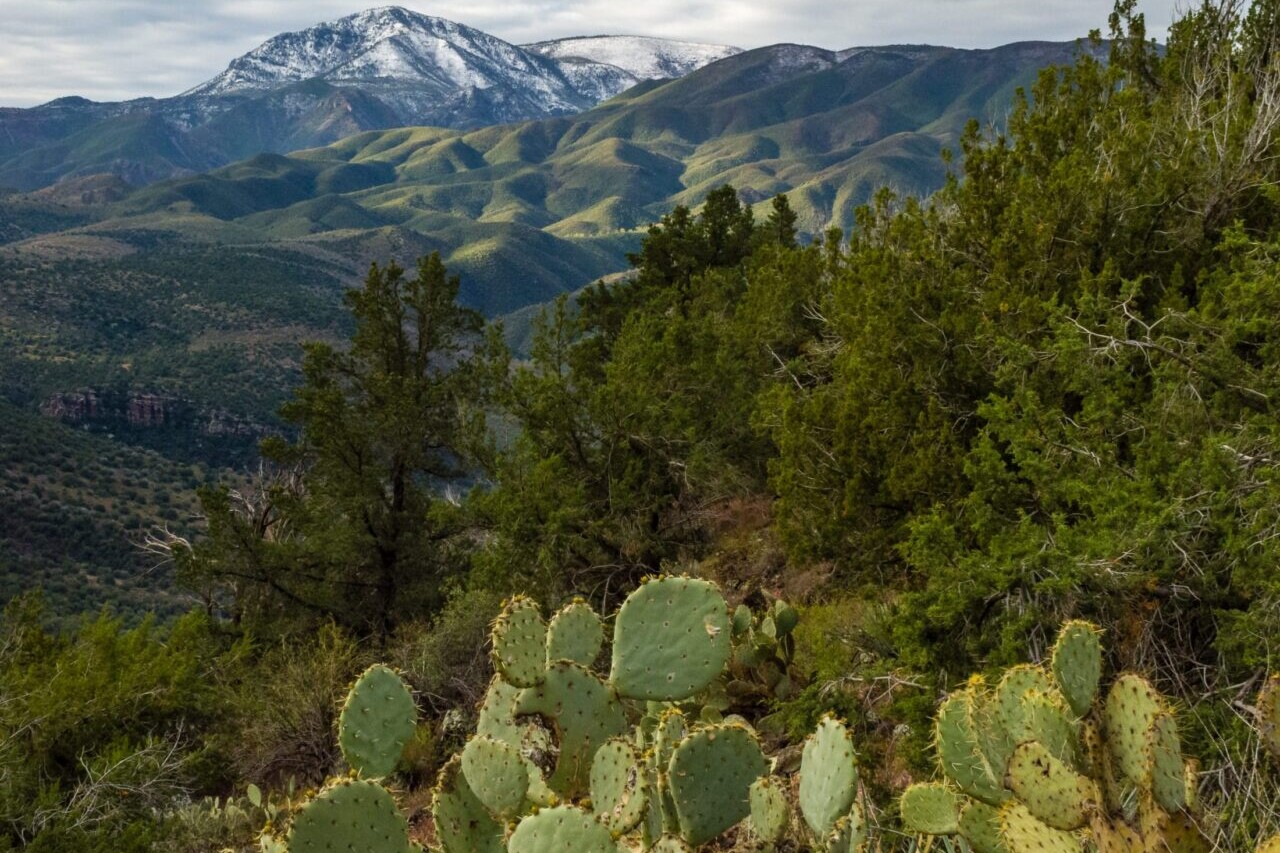 A prickly pear cactus is in the foreground of a forest and distant snowy mountains.