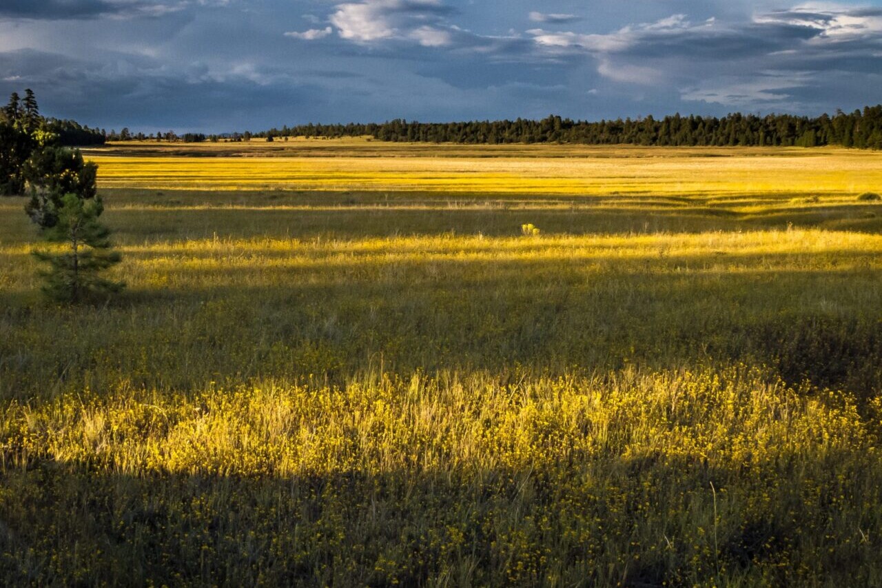 A field is lit with a golden yellow glow.