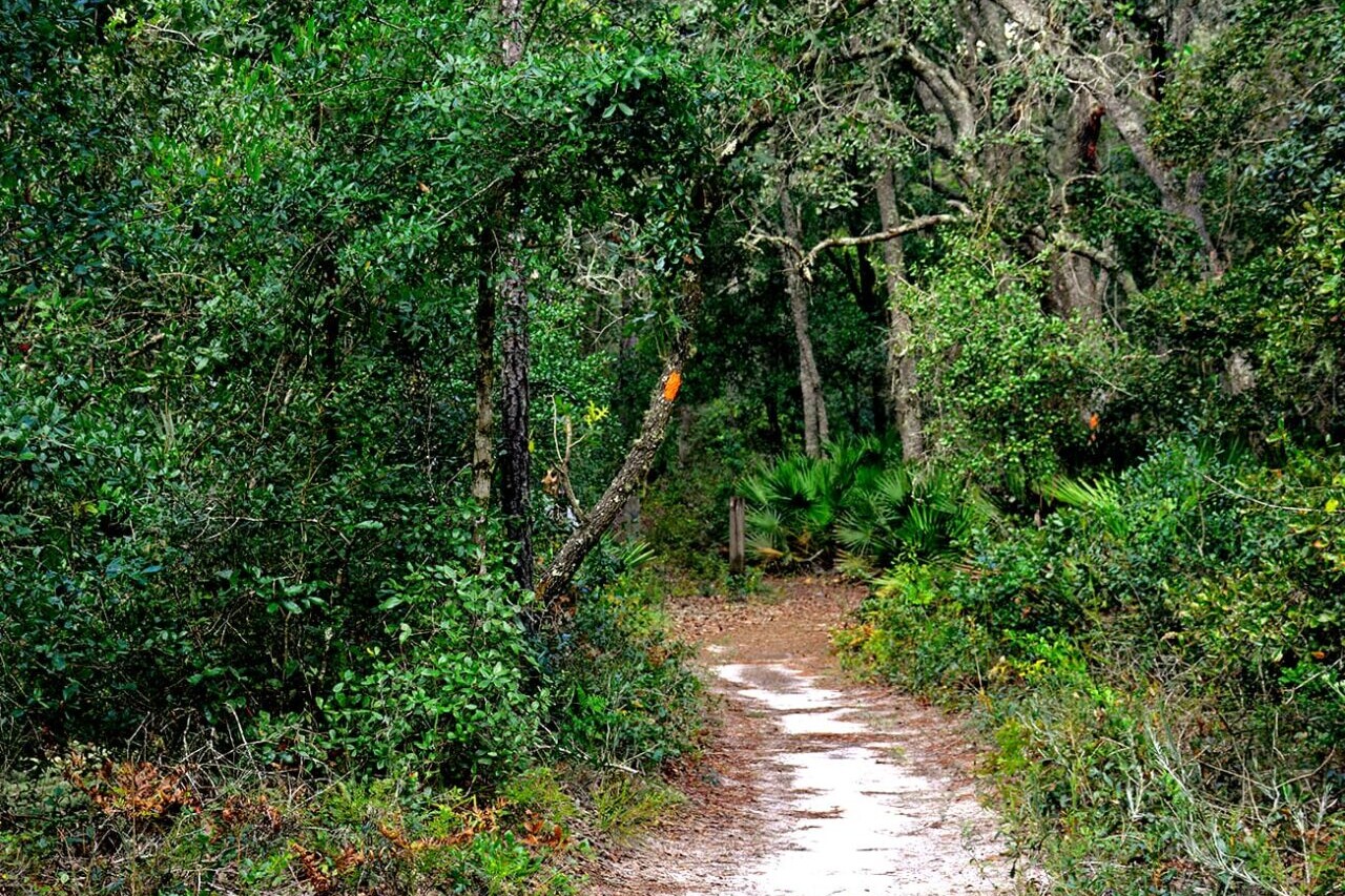 A sandy trail travels into a dense green forest.