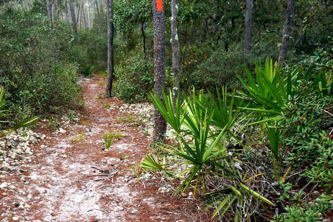 A sandy trail travels into a green forest.