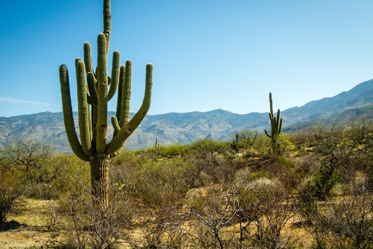 A saguaro stands silhouetted against distant mountains and a desert landscape.