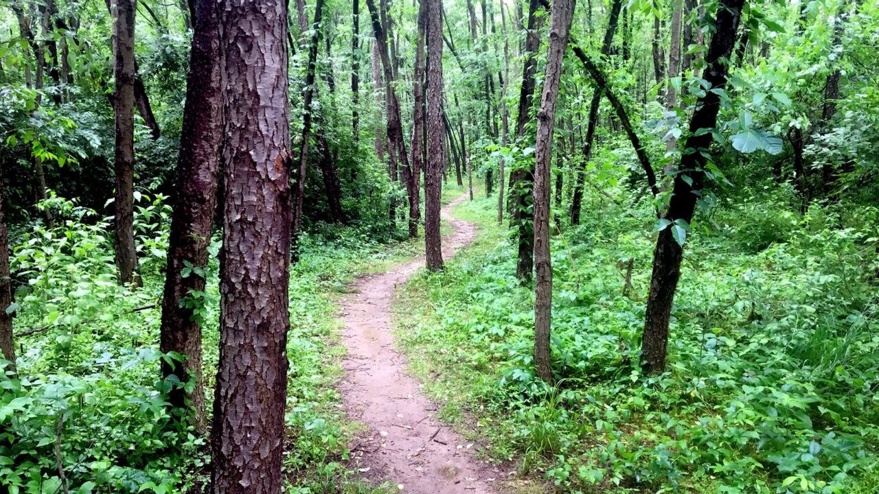 A trail winds through a dense and lush green forest on the Appalachian Trail in Pennsylvania.