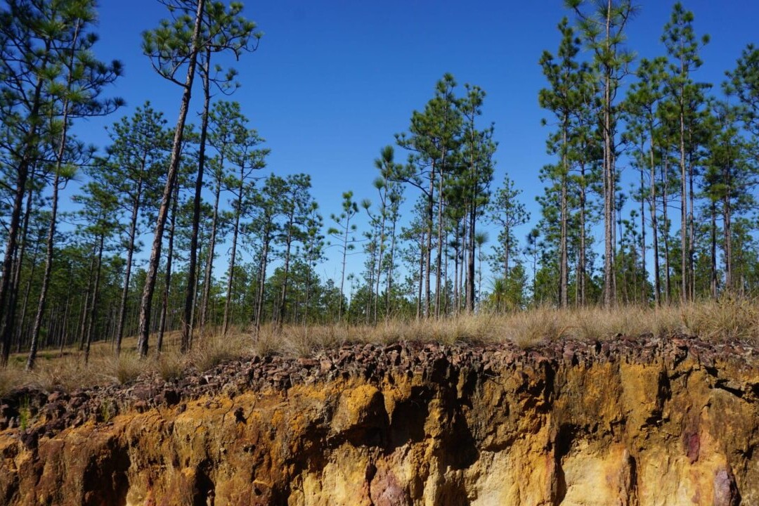 A yellow clay embankment is topped with thin green trees.