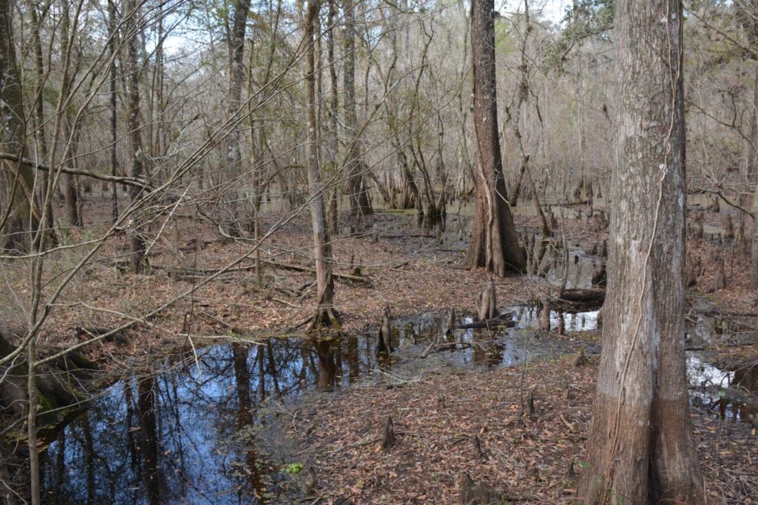 A low creek runs through a bare brown forest.