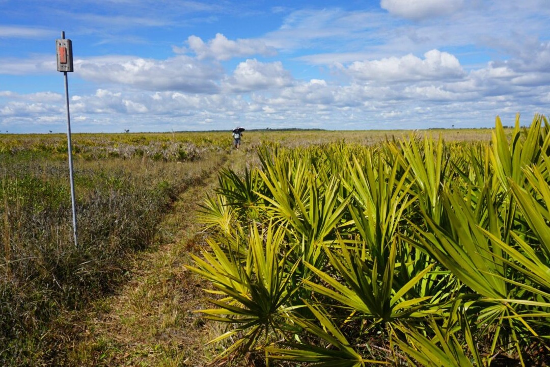A hiker walks down a trail through a green field under a blue sky.