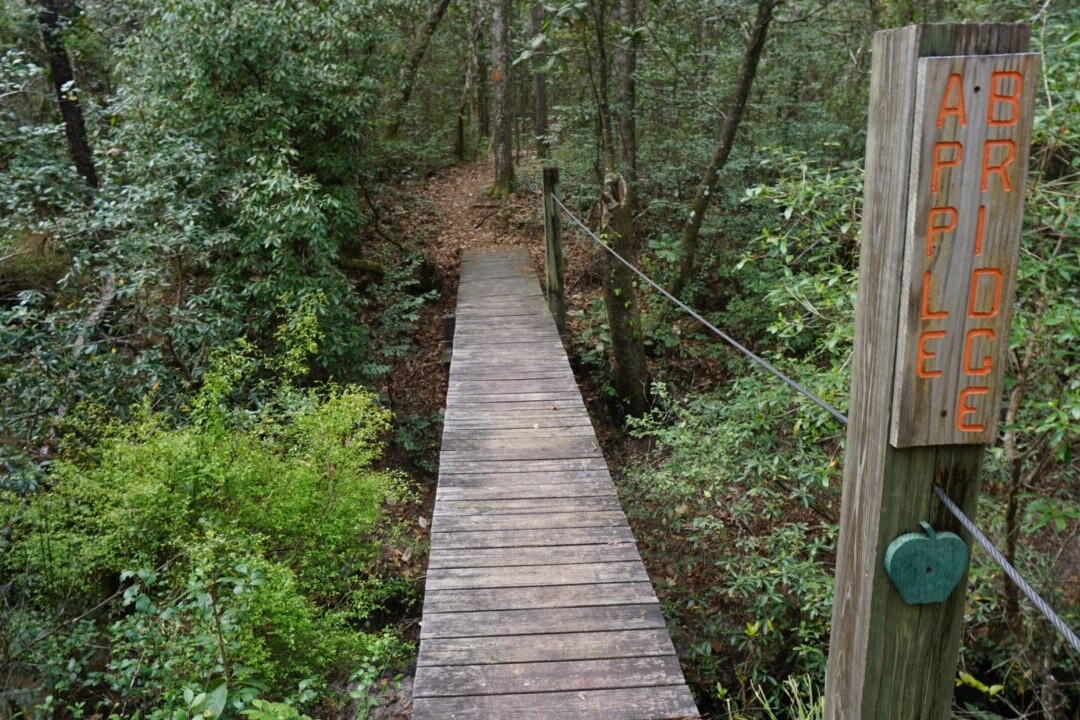 A bridge crosses over a creek through a green forest.