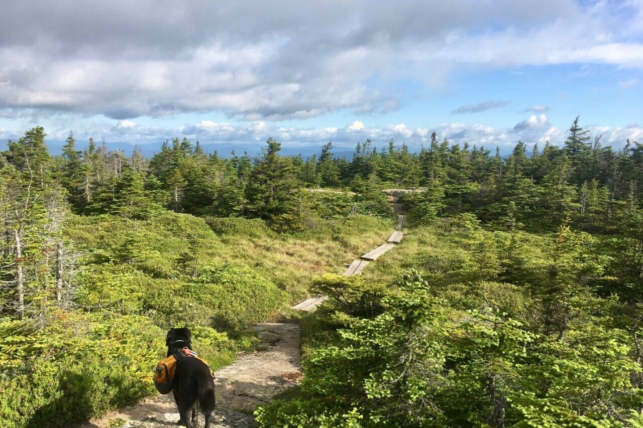 A black dog stands on a trail leading throough a green meadow towards a forest.