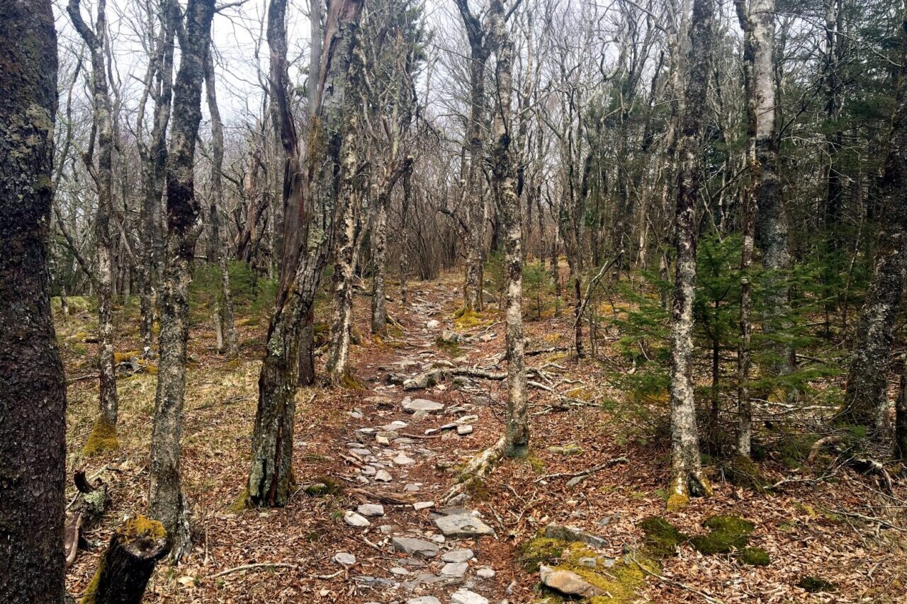 A rocky path travels through a bare deciduous forest.