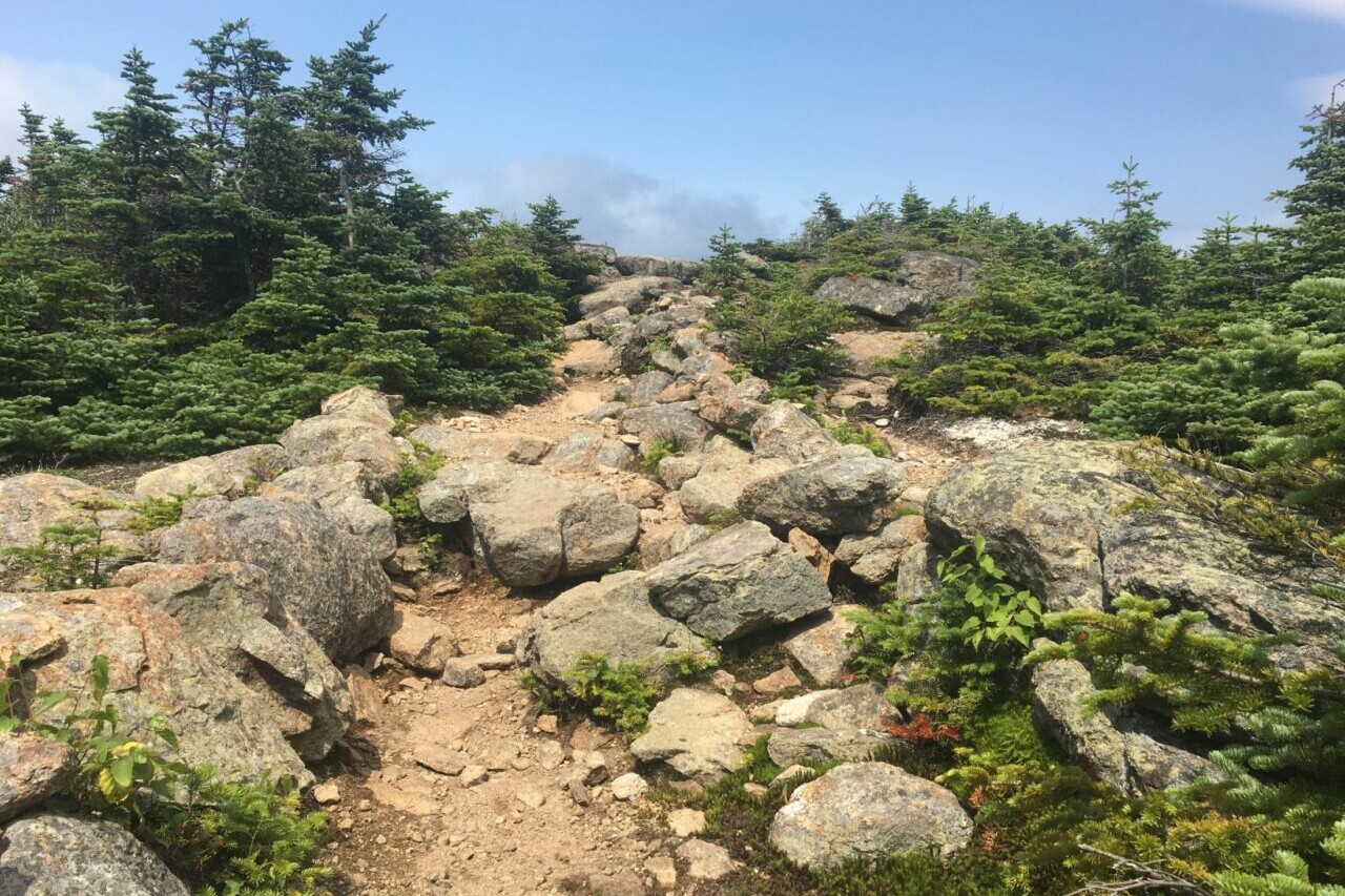A rocky path with squat alpine trees leads over the crest of a mountain.