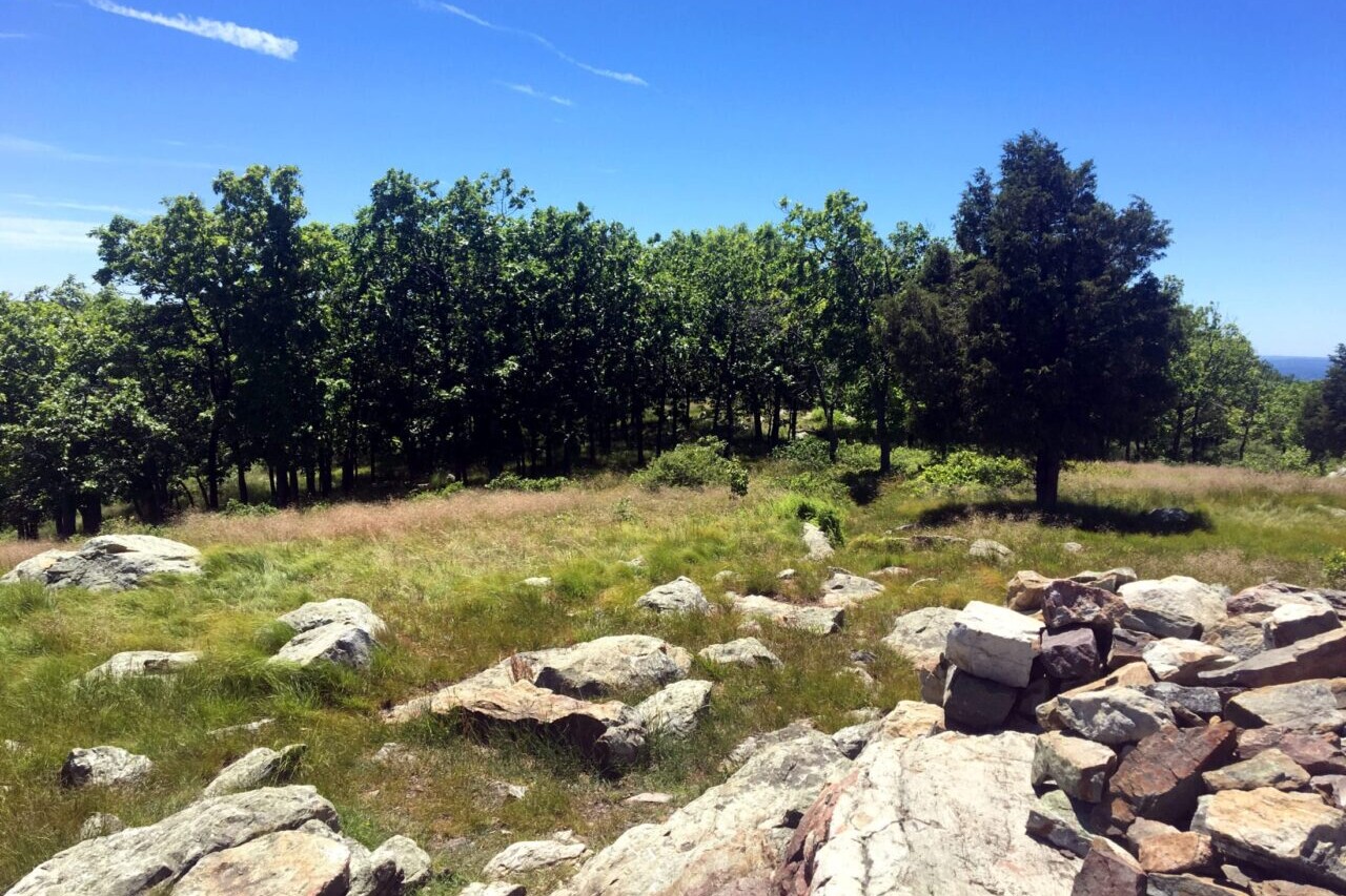 A green rocky field has a green forest along its edges.