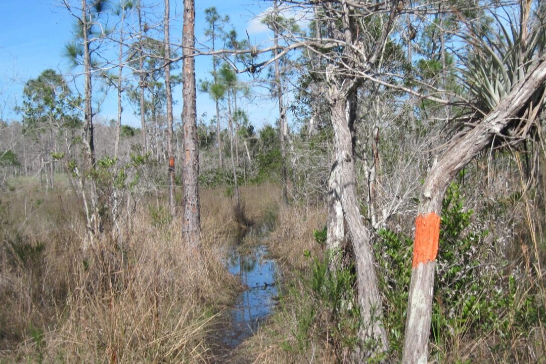 A trail winds through a sparse forest and brown meadow.