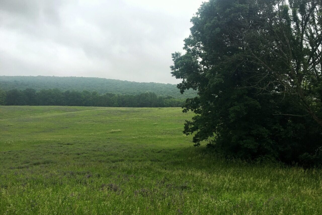 A misty green field has a lone large tree standing on its edge.