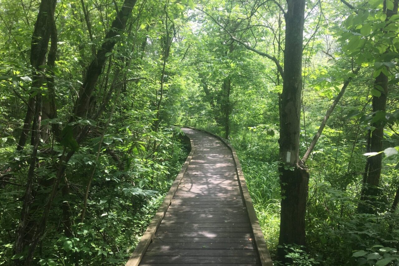 A boardwalk leads through a green forest.