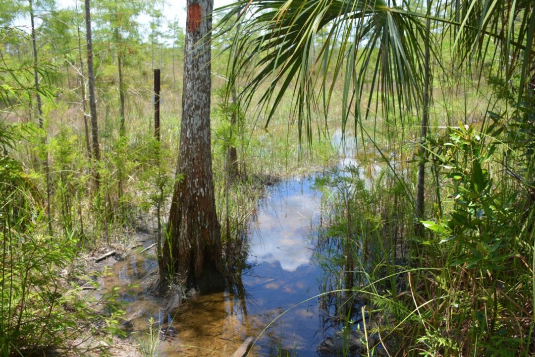 A creek runs through a green swamp and sparse trees.