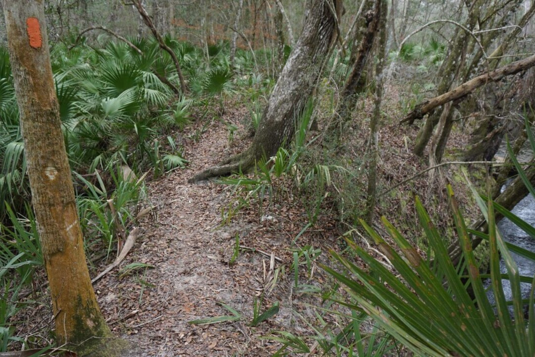 A trail runs through a green meadow and swamp.