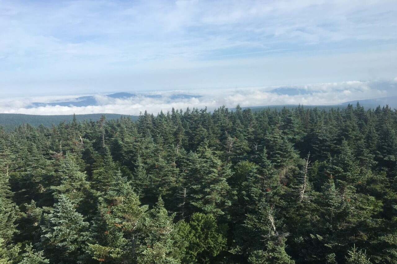A view from a tower sows a vast forest of evergreen trees.