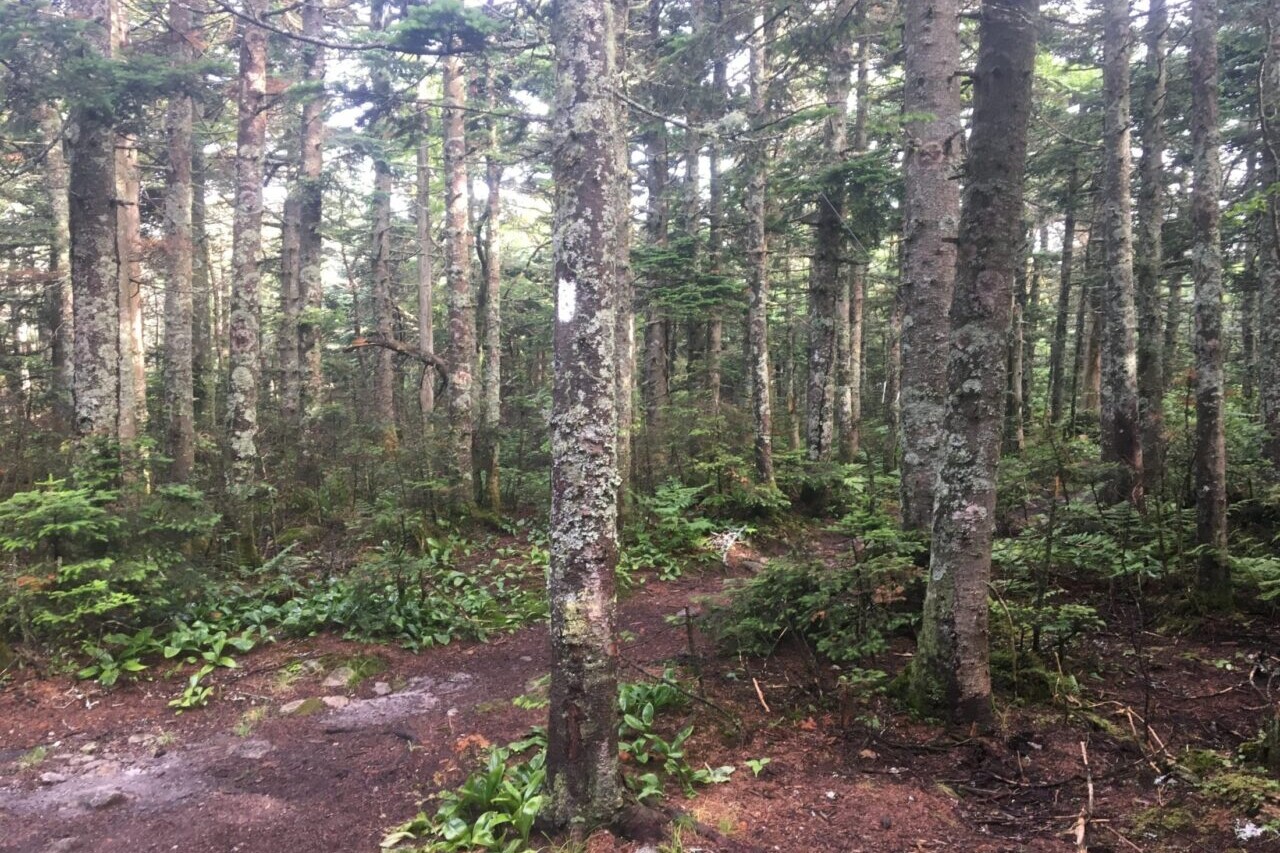 A trail leads through an evergreen forest.