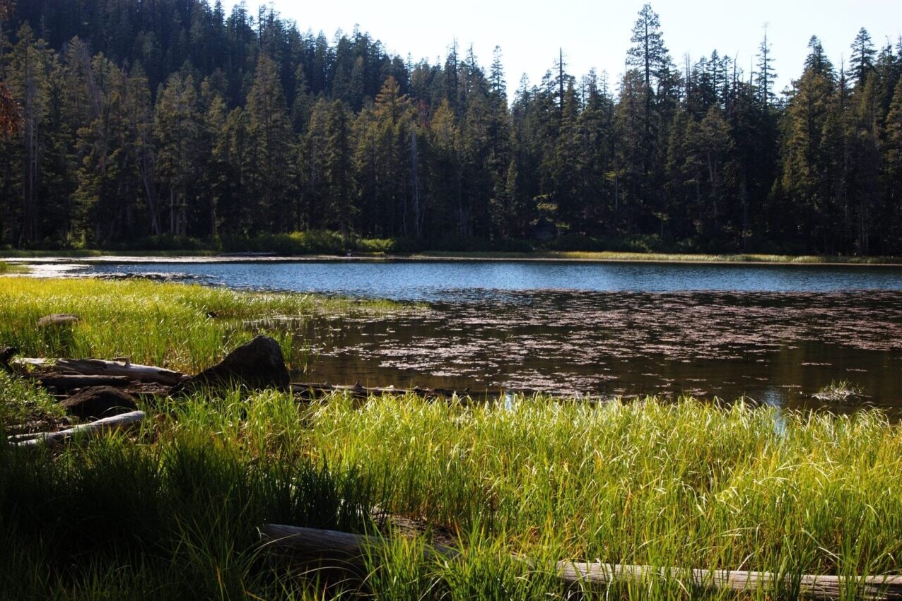 A lake reflects a nearby forest.