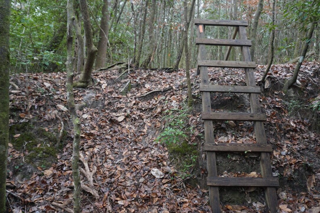 A ladder ascends a steep, leaf-covered embankment.