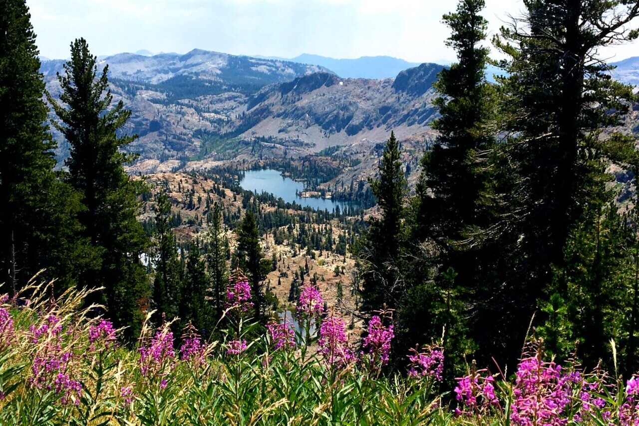 Wildflowers and trees overlook a blue lake and mountains.