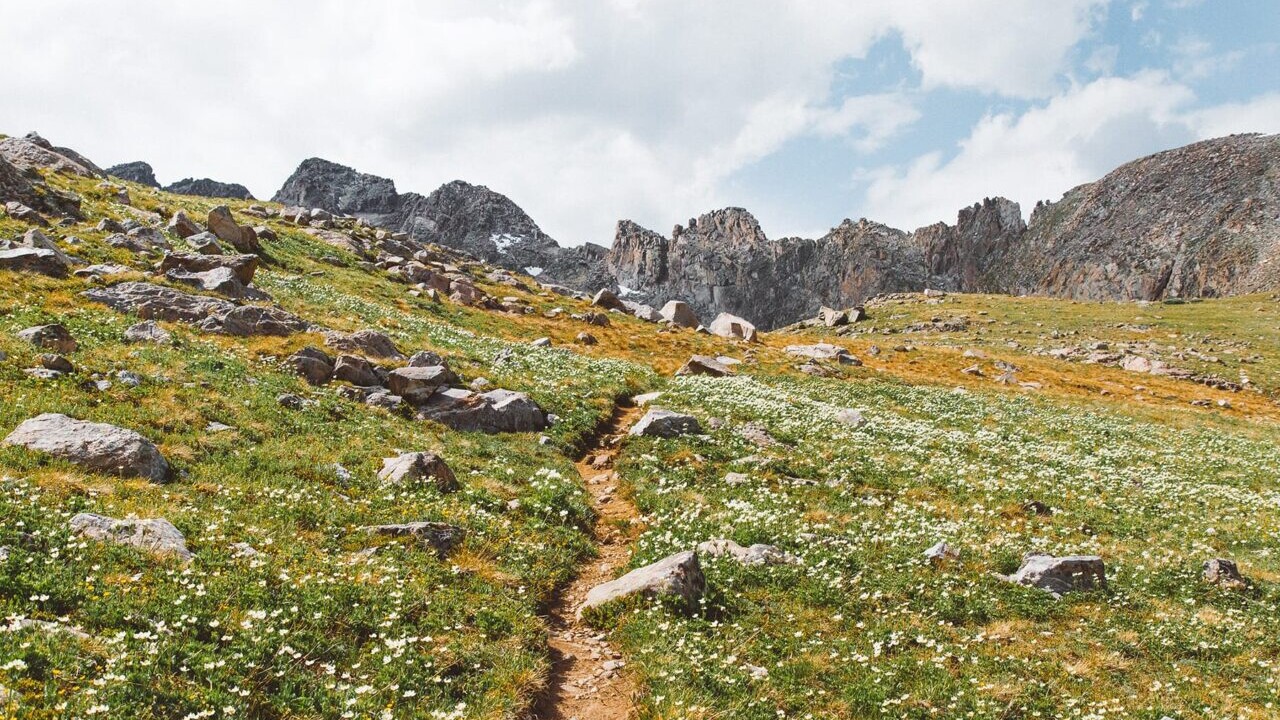 A trail winds through a beautiful field.