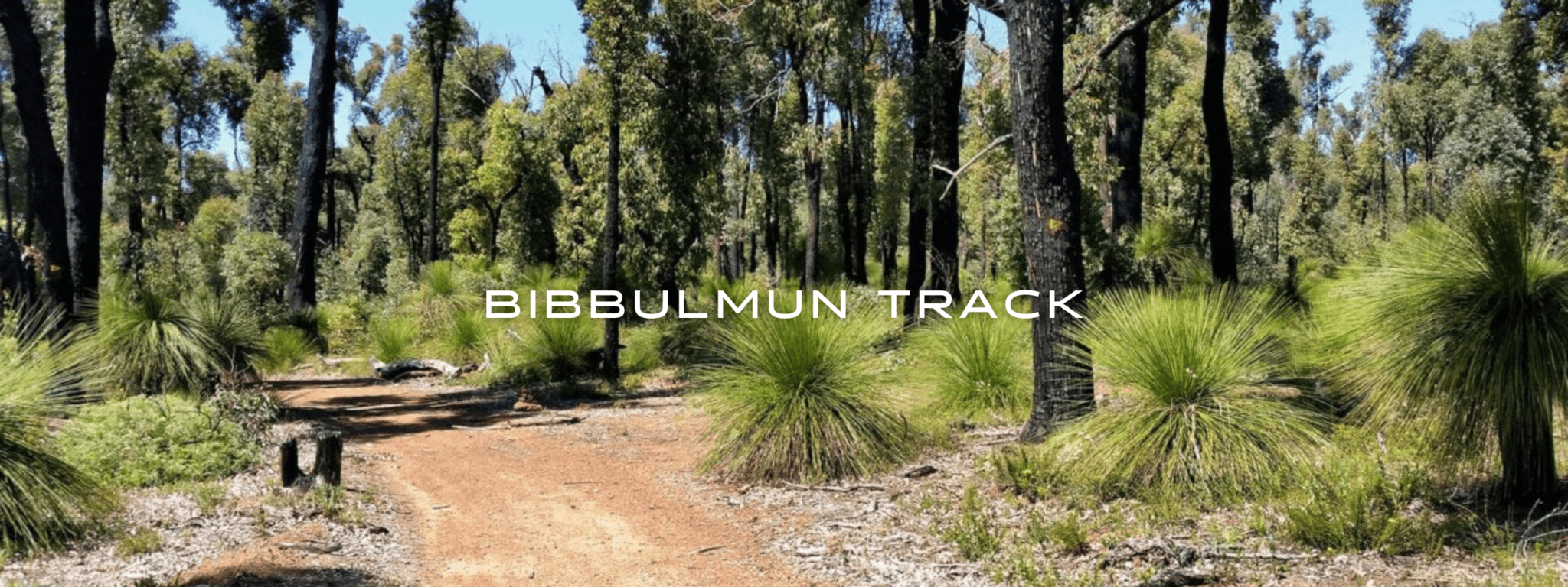 A red dirt trail winds through a green tropical desert forest.