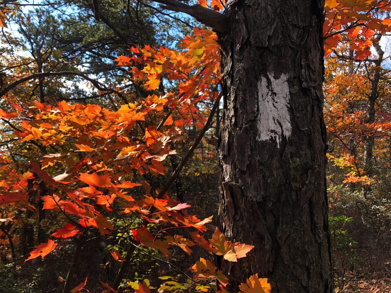 A orange and red tree in the fall.
