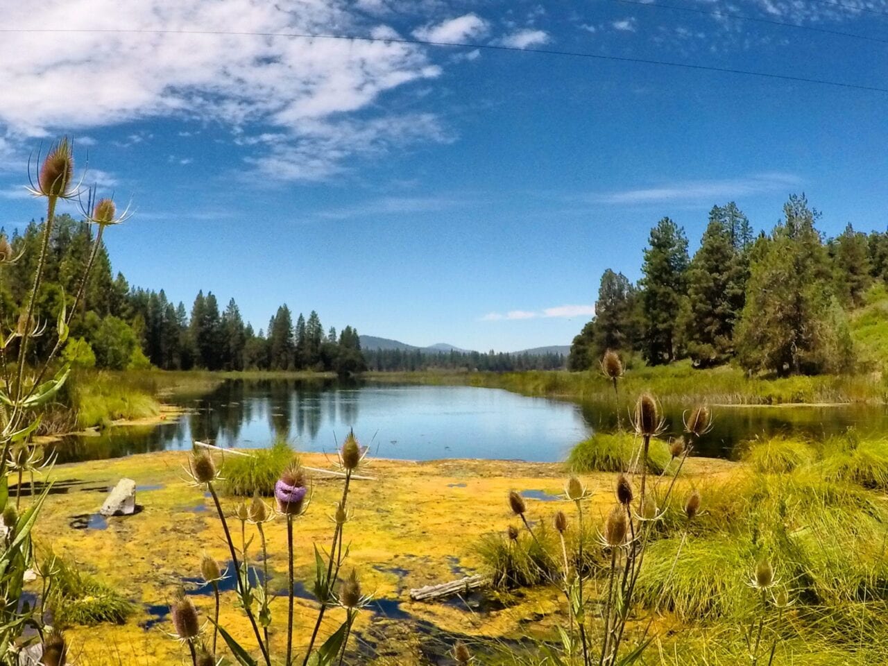 A beautiful view of a pond.