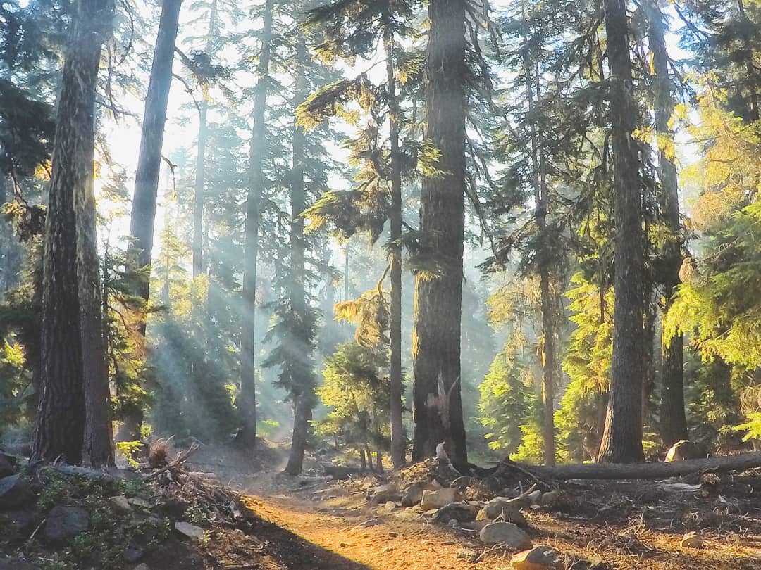 The sun shining through the forest.