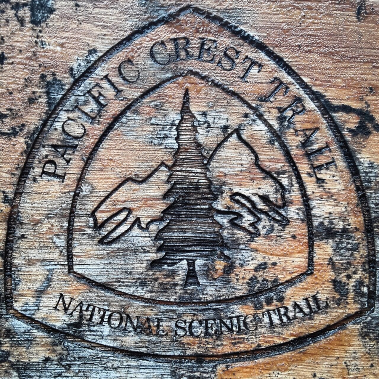 A Pacific Crest Trail sign on a tree.