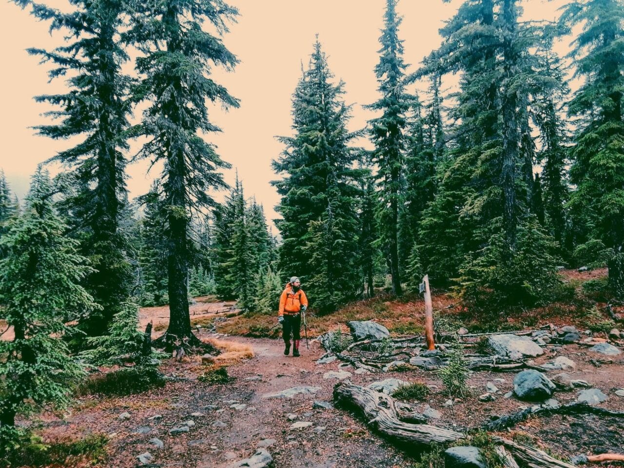 A hiker standing on the trail among the trees.