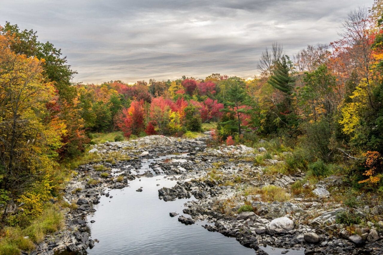 Beautiful fall colored trees with a small stream.