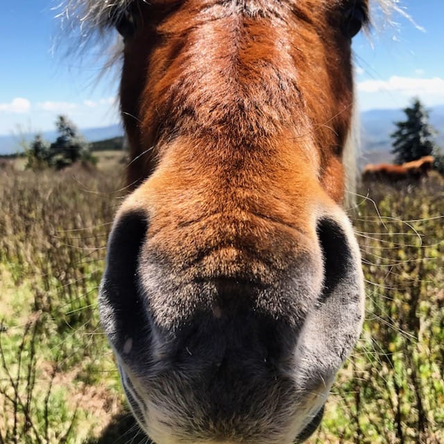 A close up of a horse nose.